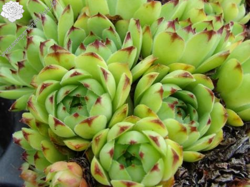 tectorum from Soldeu