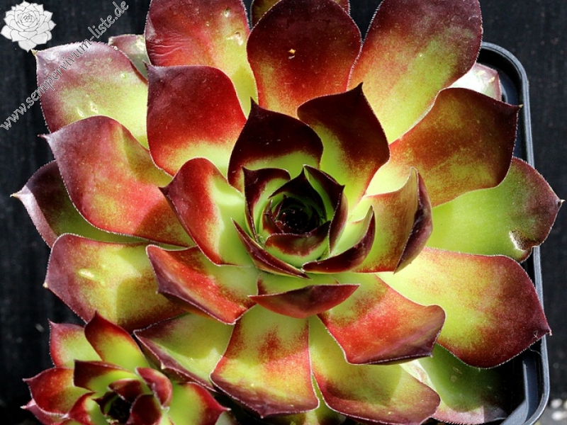 tectorum from Spiazzi