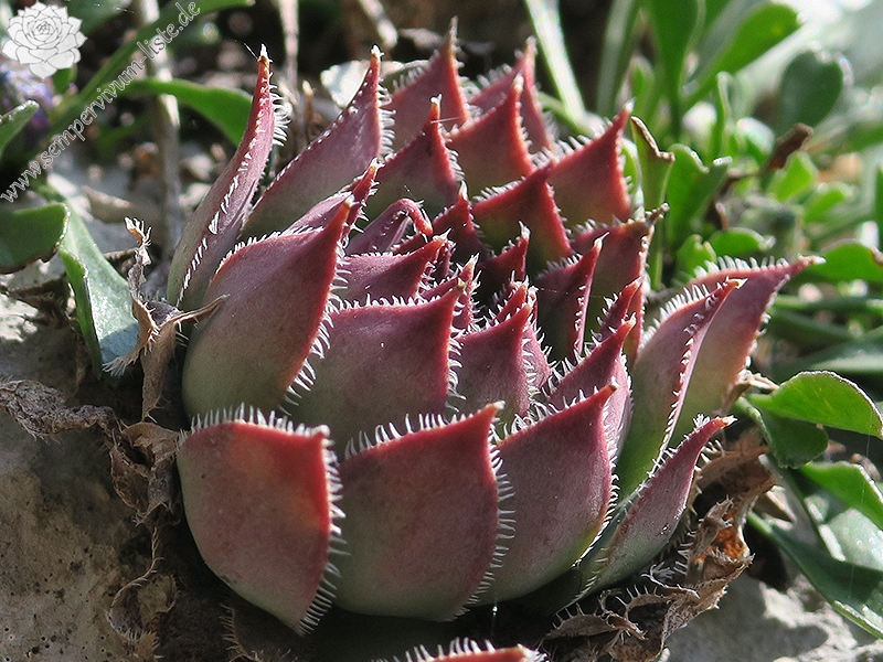 tectorum from Trnovski Gozd