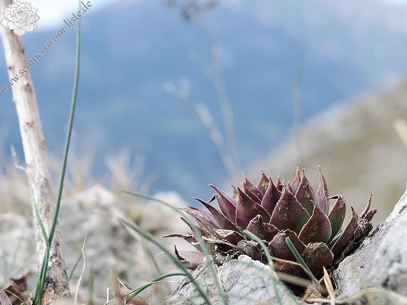 tectorum from Trnovski Gozd