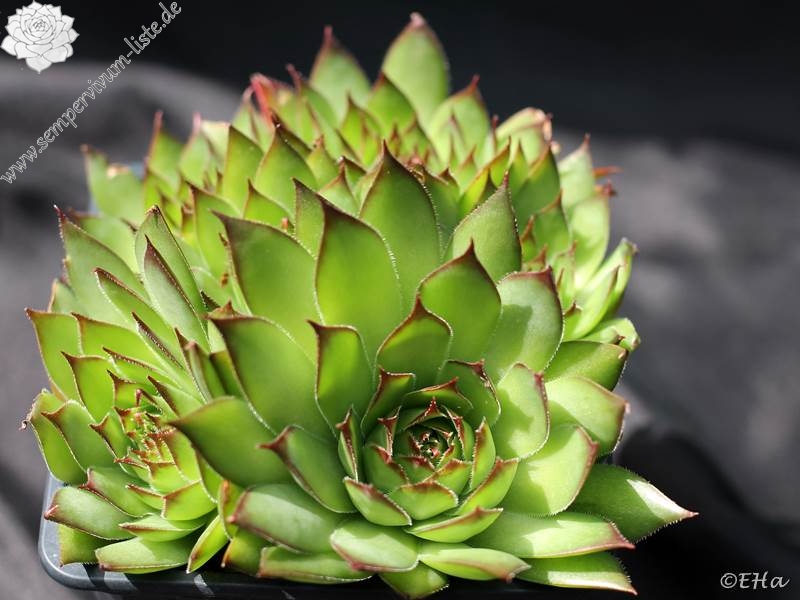 tectorum from Val Casterino