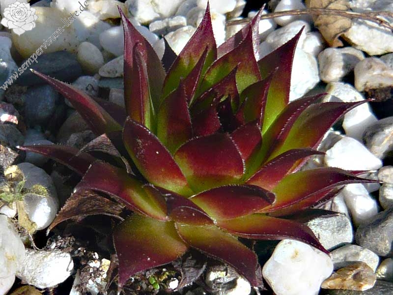tectorum from Val Casterino