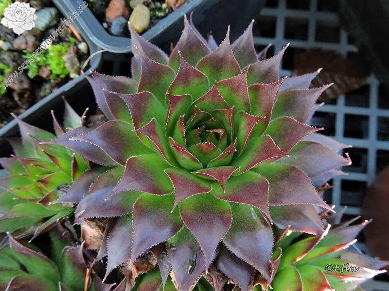 tectorum from Val Casterino