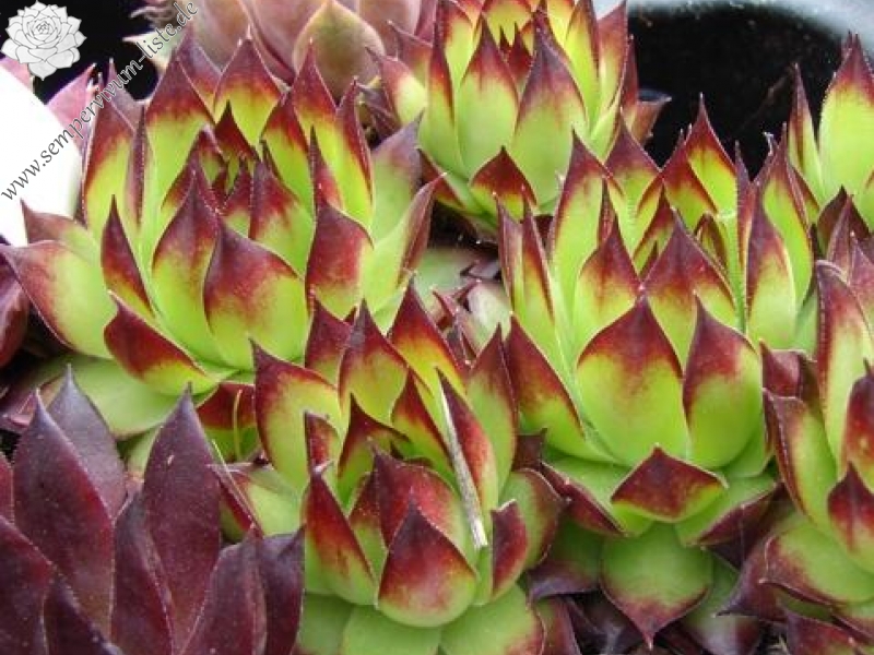 tectorum from Val Casterino