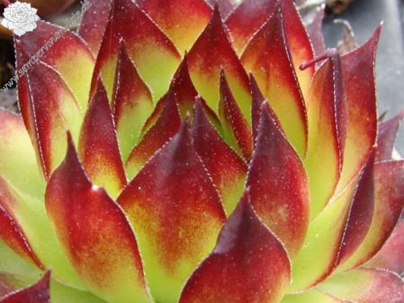 tectorum from Val Casterino