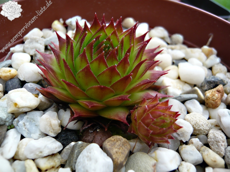 tectorum from Val Casterino