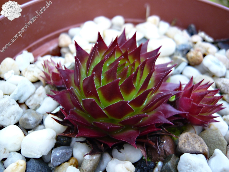 tectorum from Val Casterino