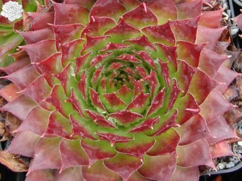 tectorum from Val Casterino