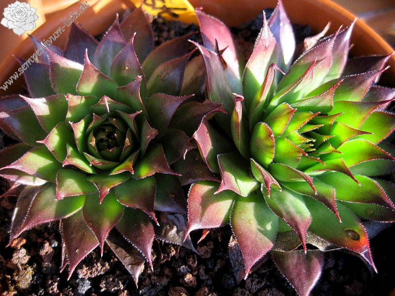 tectorum from Val Casterino