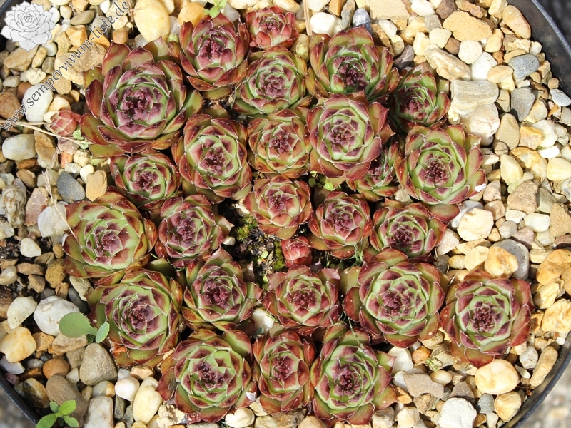 tectorum from Val dal Fain