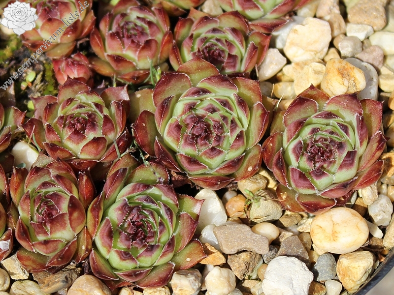 tectorum from Val dal Fain