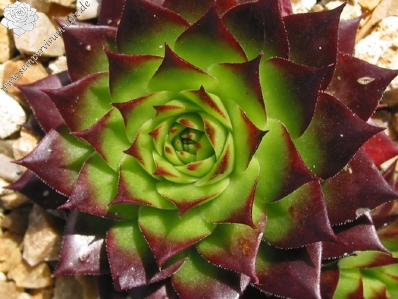 tectorum from Val Minera