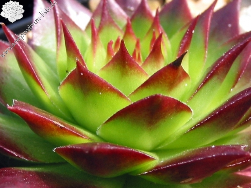 tectorum from Val Minera