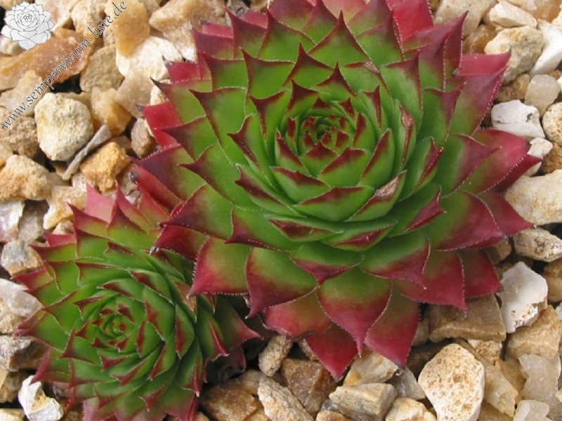 tectorum from Val Minera