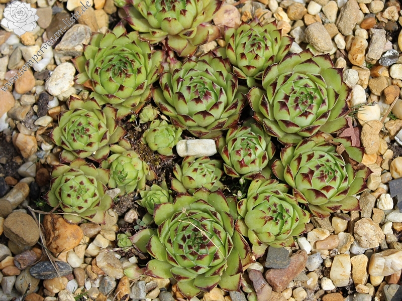 tectorum from Vallée du Lys