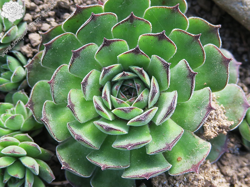 tectorum osti-jarej (nom. prov.)