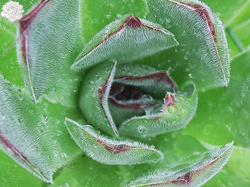 tectorum osti-jarej (nom. prov.)