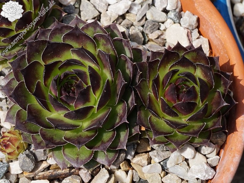 tectorum var. tectorum (boutignyanum) from Roc