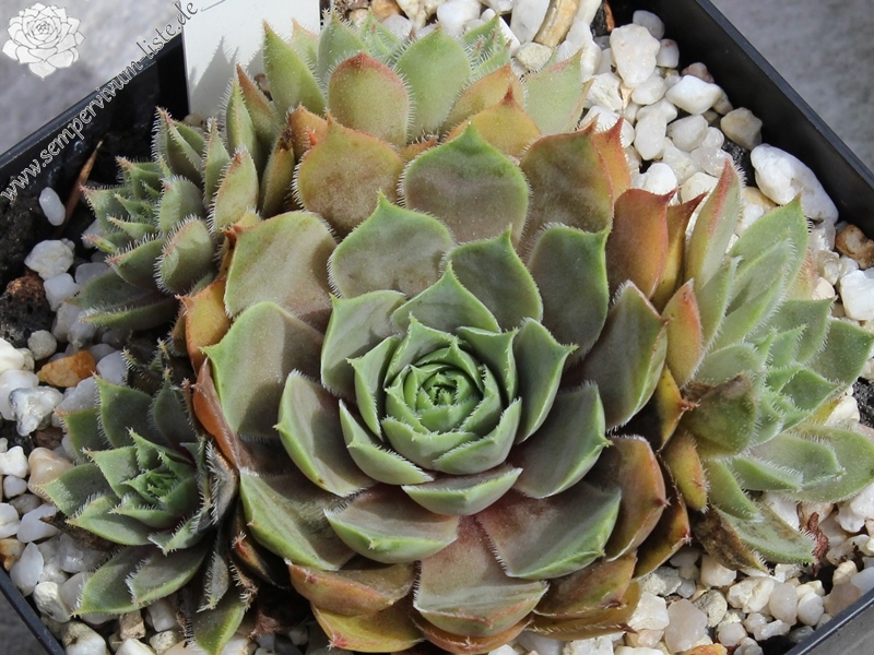 tectorum var. tectorum (cantalicum)