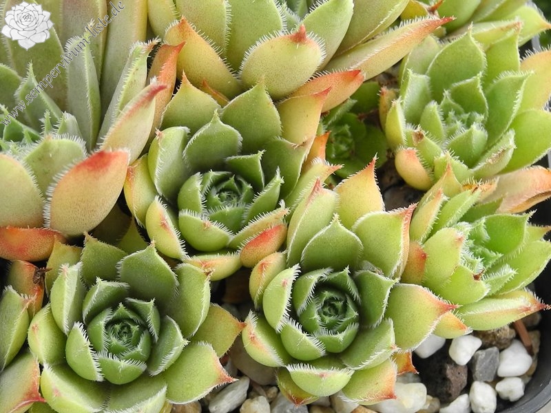 tectorum var. tectorum (cantalicum)
