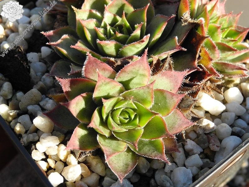 tectorum var. tectorum (cantalicum)