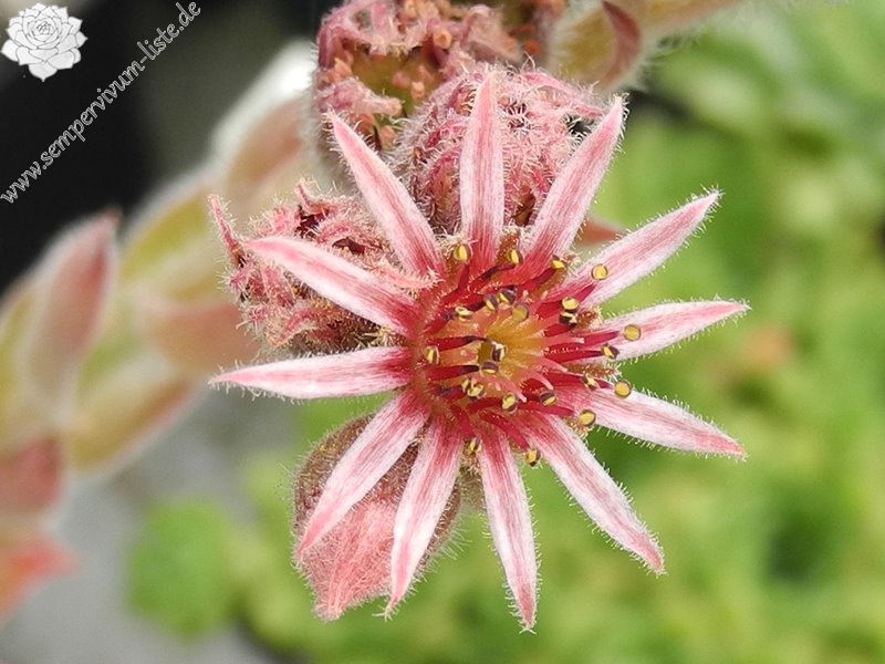 tectorum var. tectorum (cantalicum)