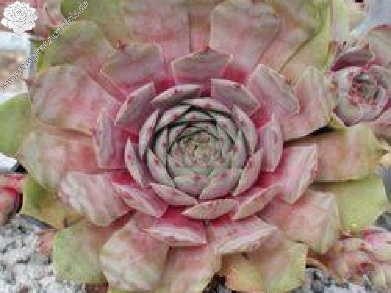 tectorum var. tectorum (decoloratum) Typ PH1014