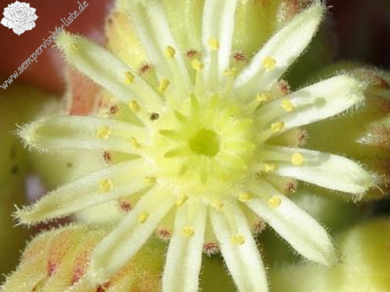 transcaucasicum from Sewansee