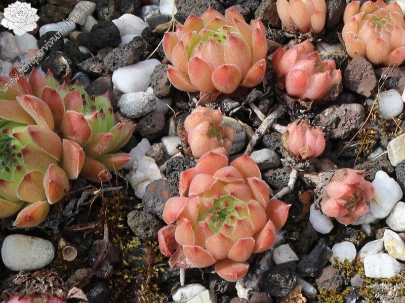 transcaucasicum from Borjomi on road to Bakuriani