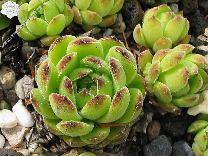 transcaucasicum from Sewansee