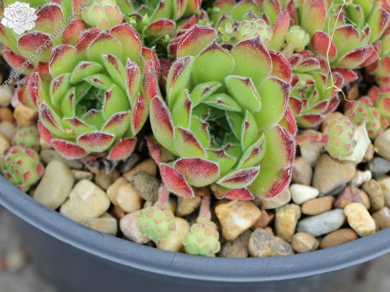 transcaucasicum from Gruzia