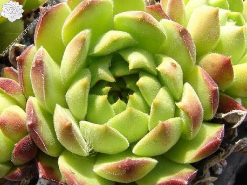 transcaucasicum x S. caucasicum (cf.) from Spitak