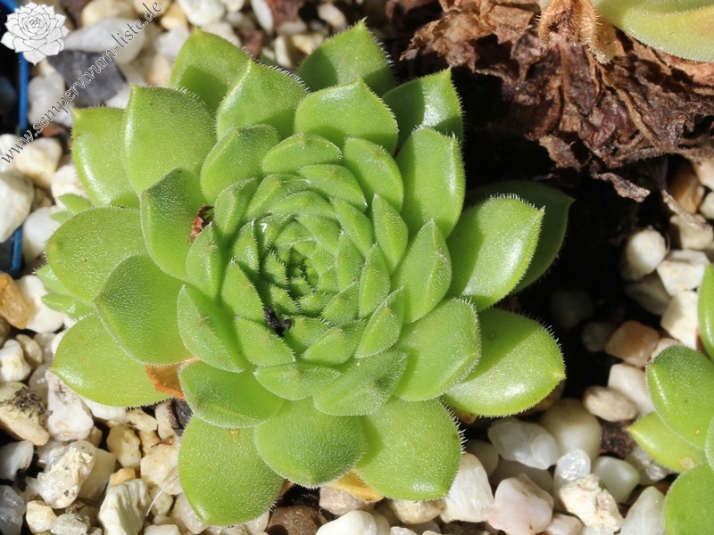 transcaucasicum x S. caucasicum (cf.) from Spitak