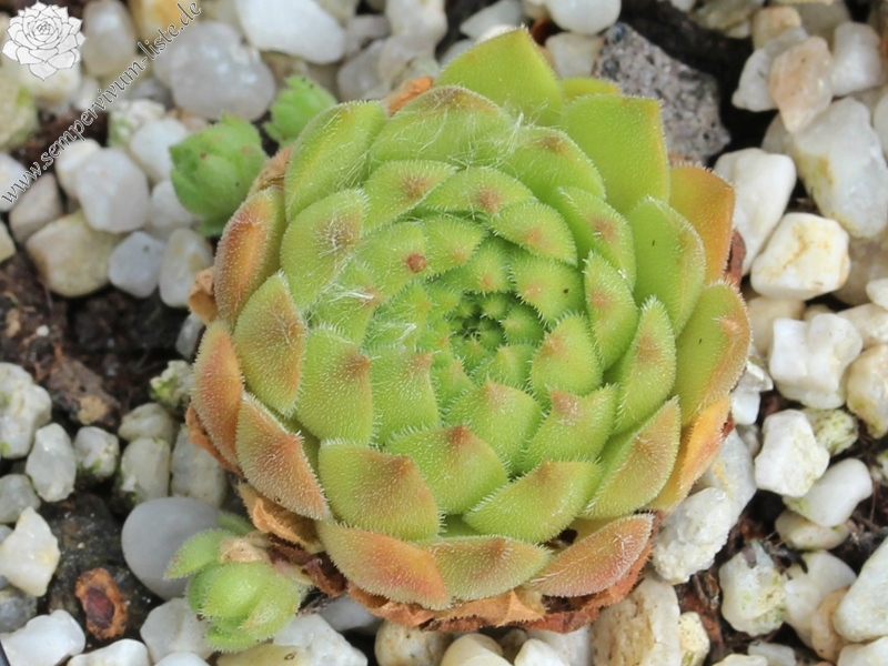 transcaucasicum x S. caucasicum (cf.) from Spitak