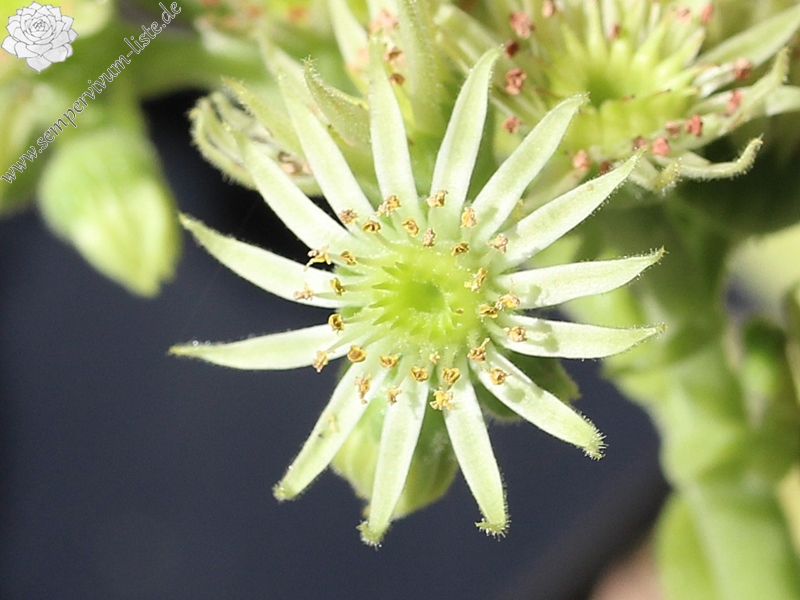 transcaucasicum x S. caucasicum (cf.) from Spitak