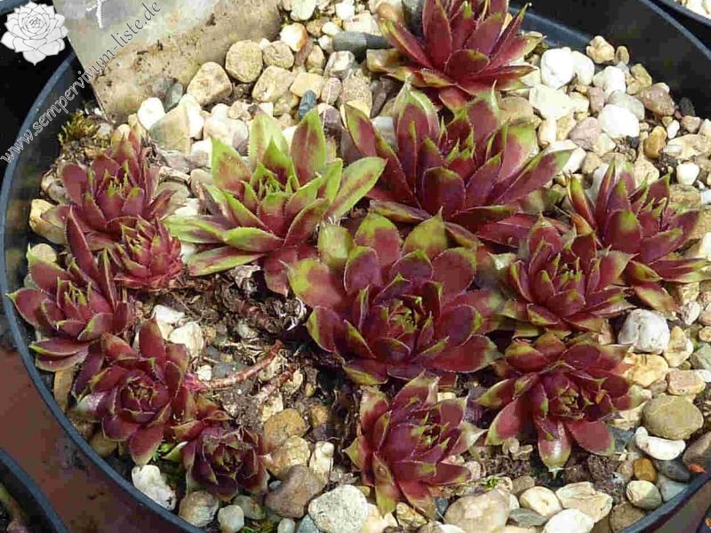 Korspelse Miretta