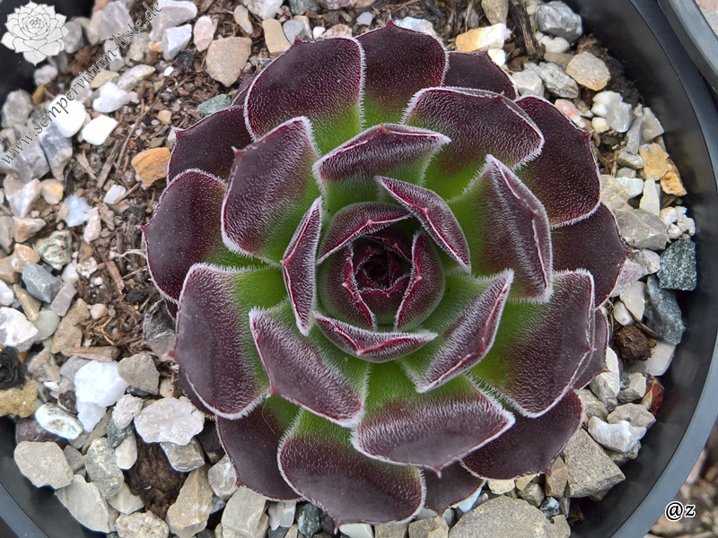 Korspelse Logestilla / Jovi