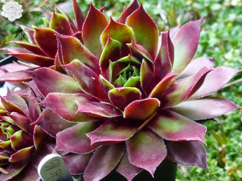 Korspelse Miretta