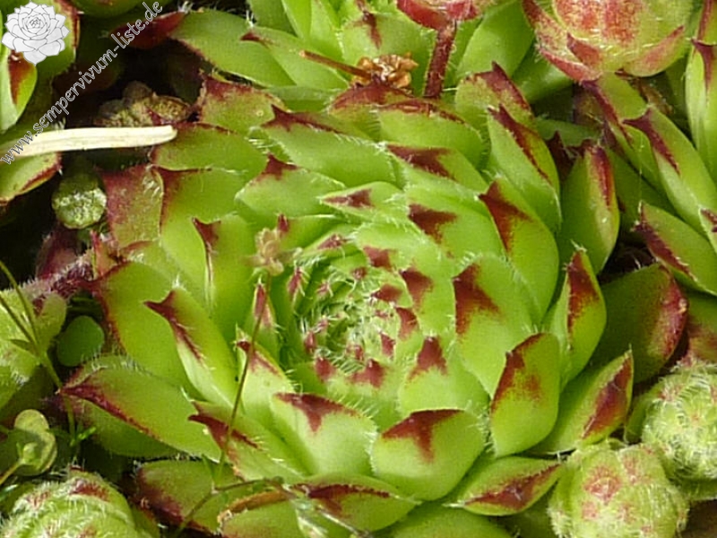 Colchium
