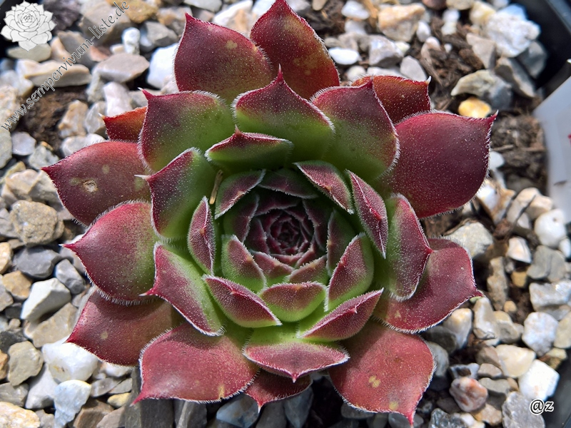 Korspelse Logestilla / Jovi