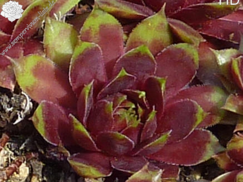 Korspelse Miretta