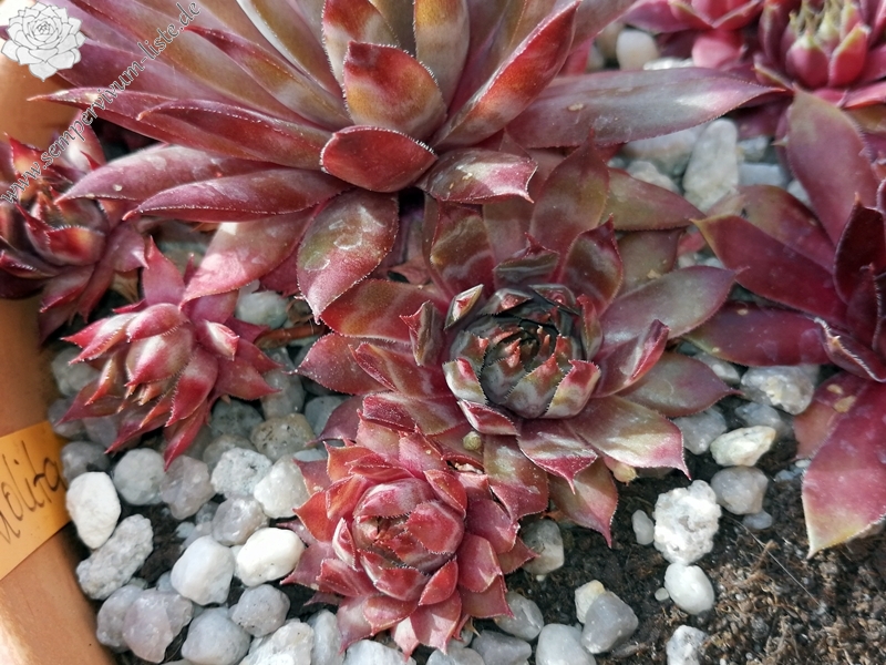 Lolita