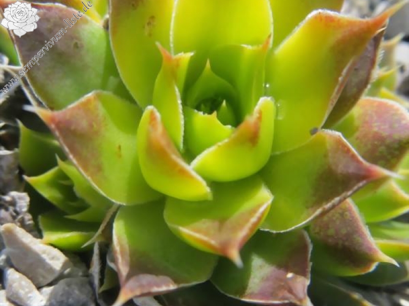 Clair de Lune / Jovi