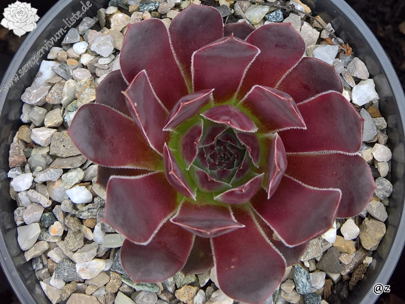 Korspelse Jidaza / Jovi