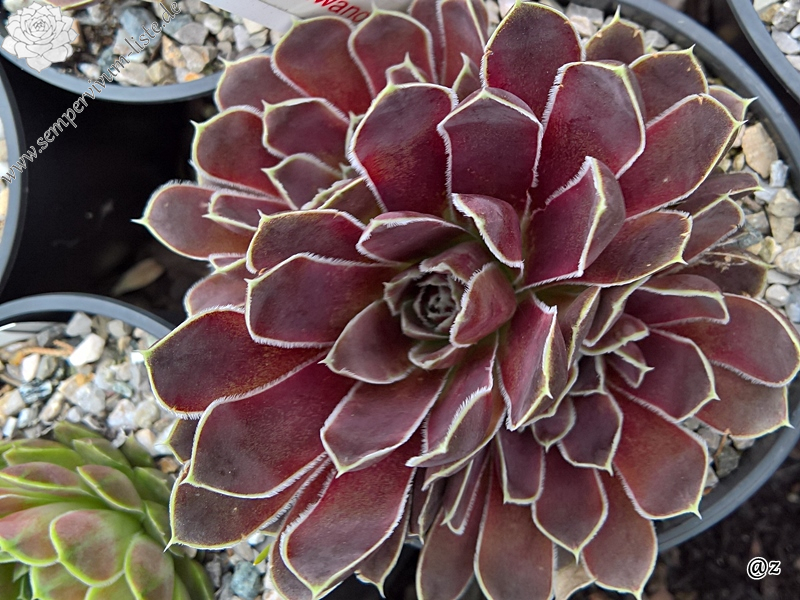 Korspelse Riwanon / Jovi