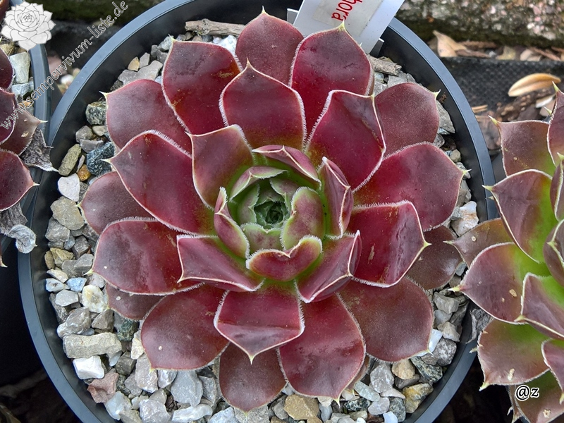 Korspelse Tehora / Jovi