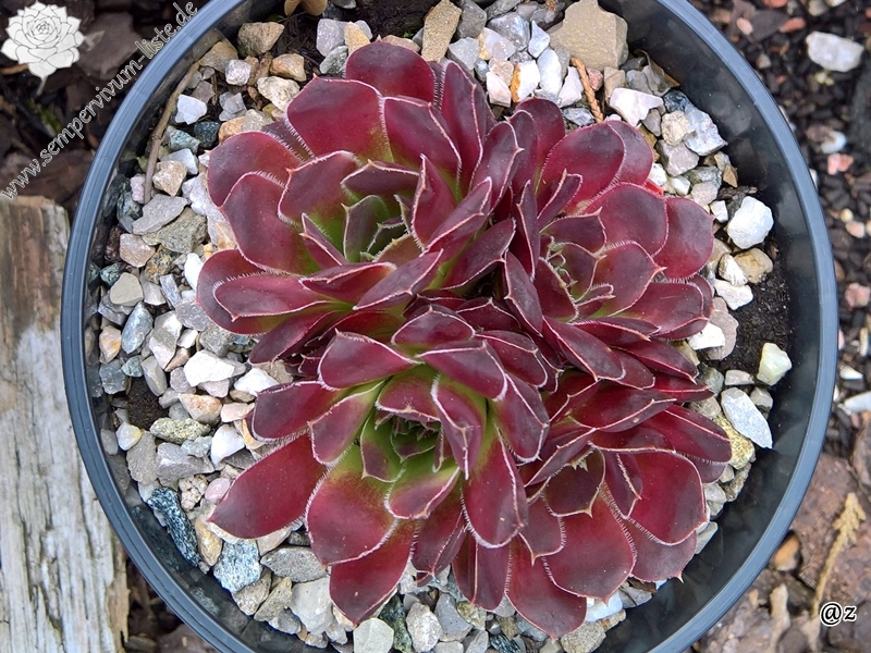 Korspelse Zilpa / Jovi