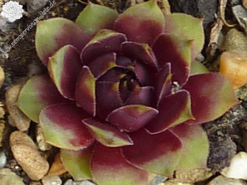 Korspelse Merofled