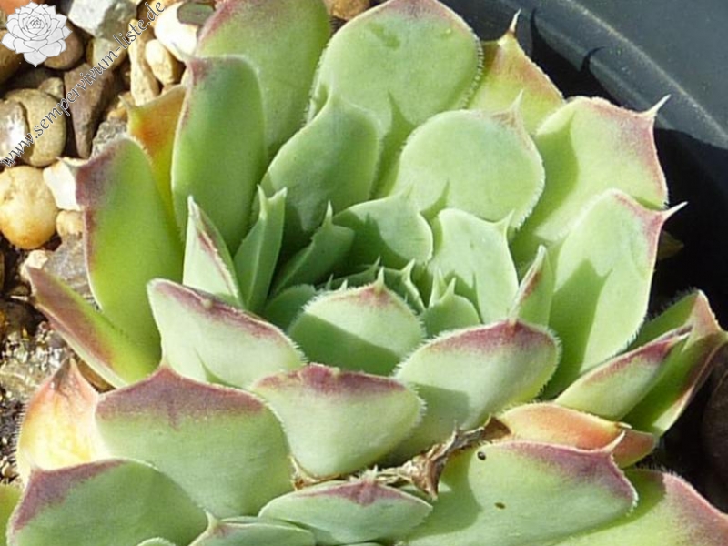 Lavendel Gris / Jovi
