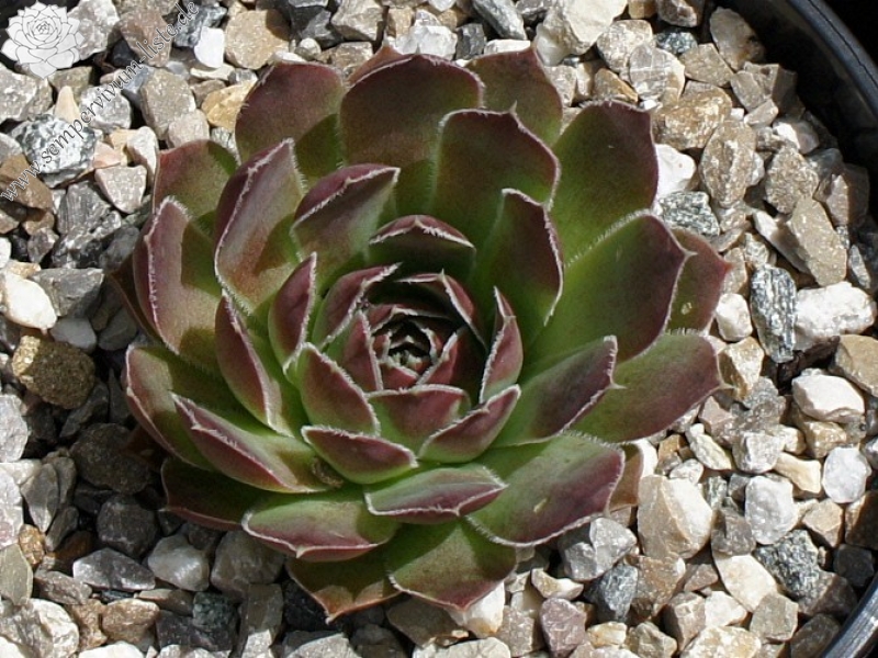 Korspel Wine Cup / Jovi